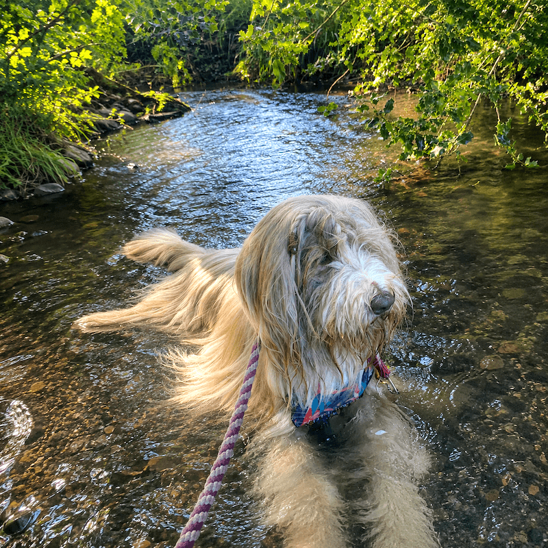 A Bearded Collie cooling off, standing in a shallow woodland stream on a sunny walk