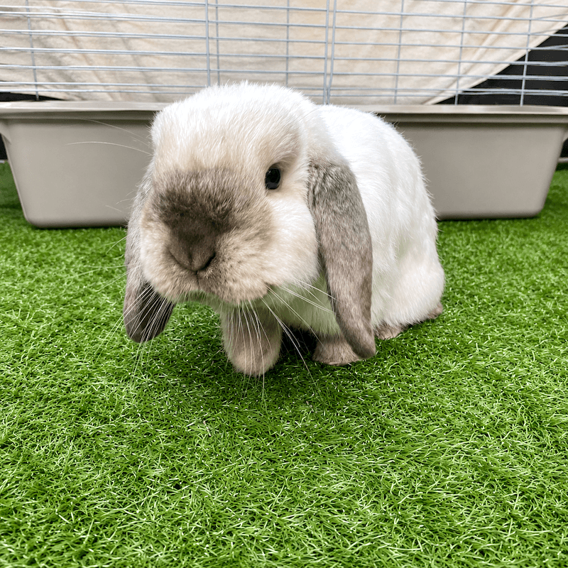 A grey-and-white lop-eared rabbit sitting on the grass beside its litter tray