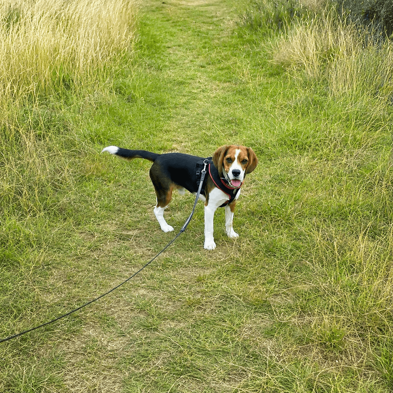 A beagle out on a long-line walk through a meadow