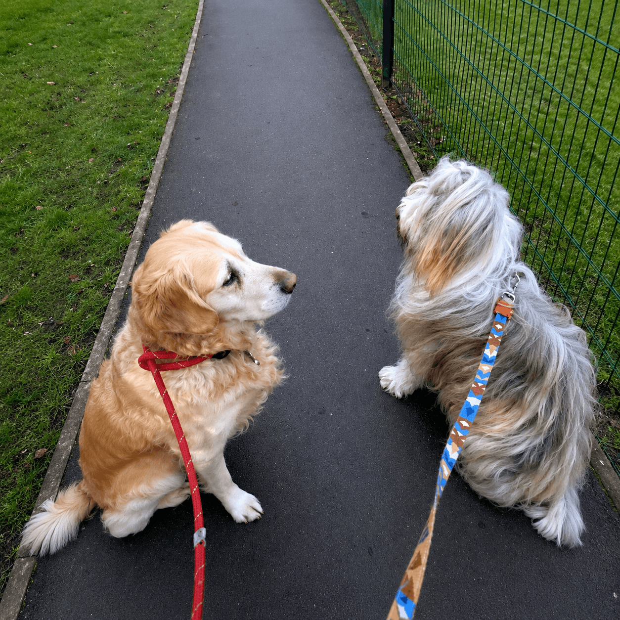 A golden retriever and a shaggy terrier sitting side by side on a walk