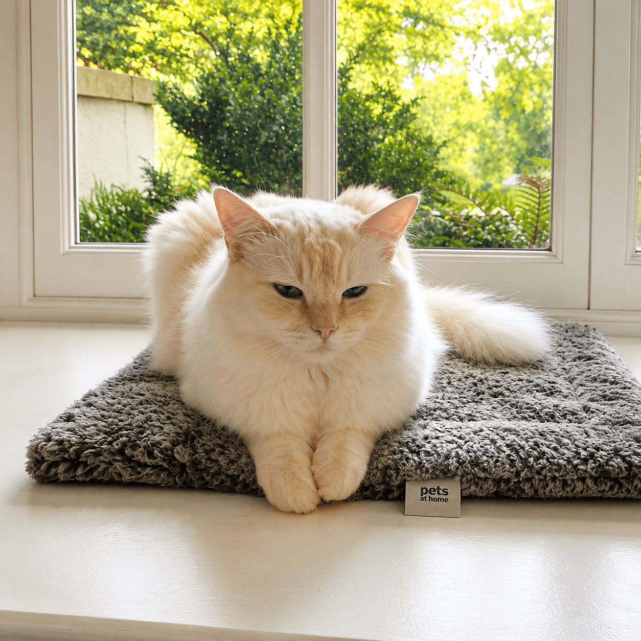 A fluffy cream cat relaxing on a mat in a sunny window