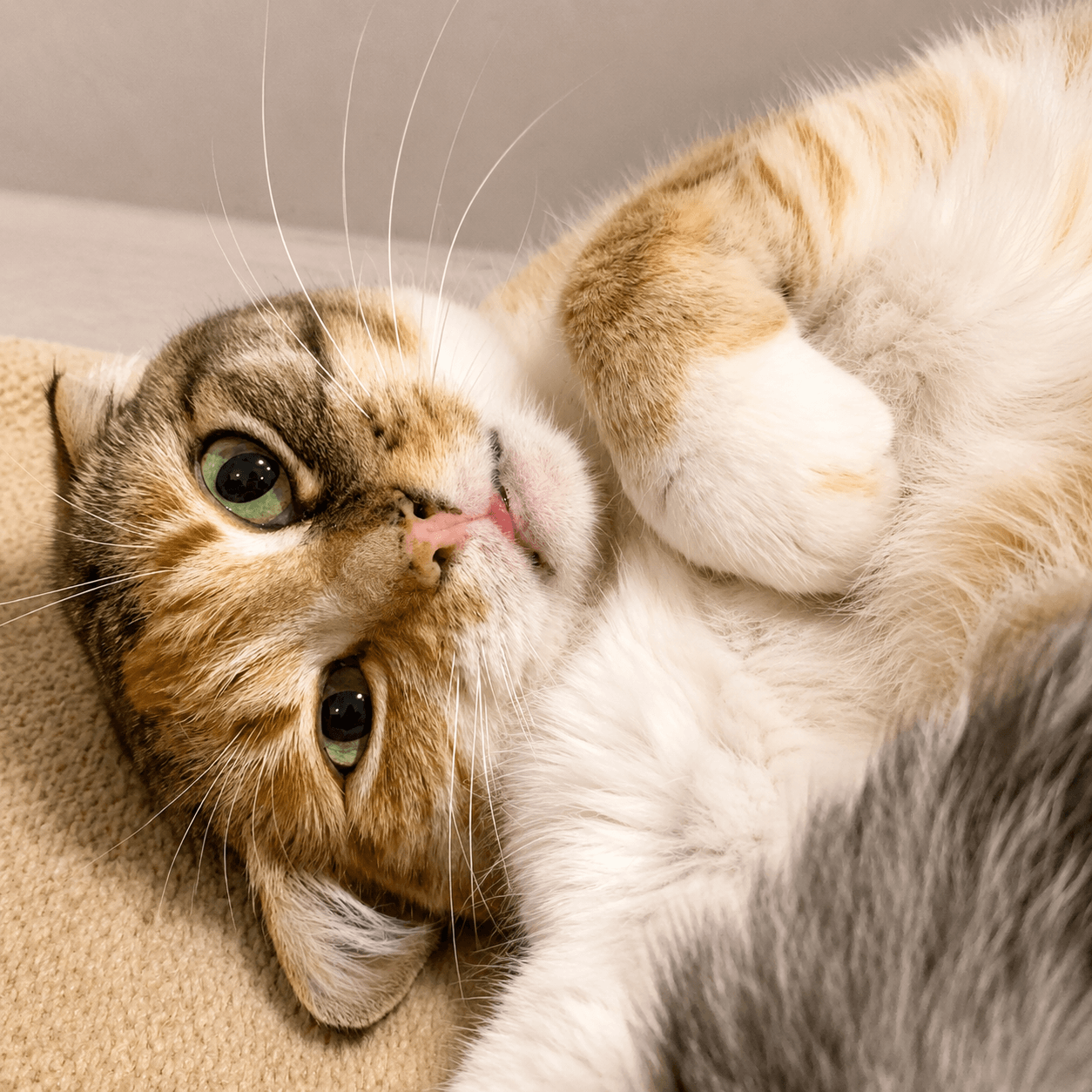 A tabby-and-white cat rolling over playfully at home
