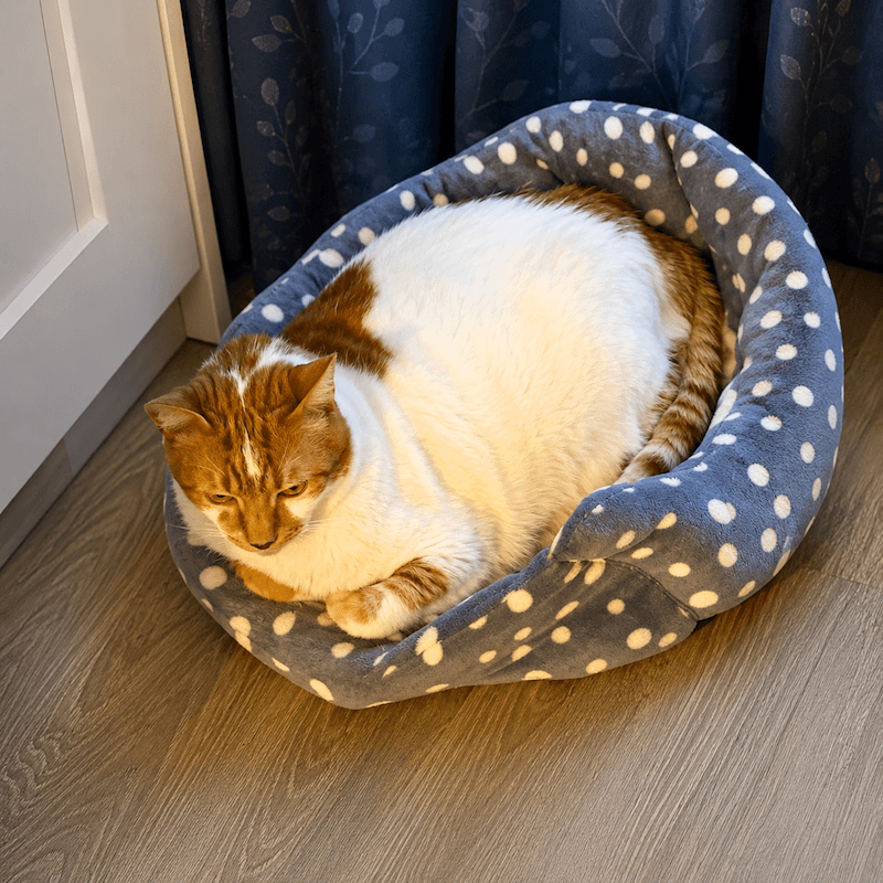 A ginger-and-white cat curled up snugly in a spotted pet bed by the window