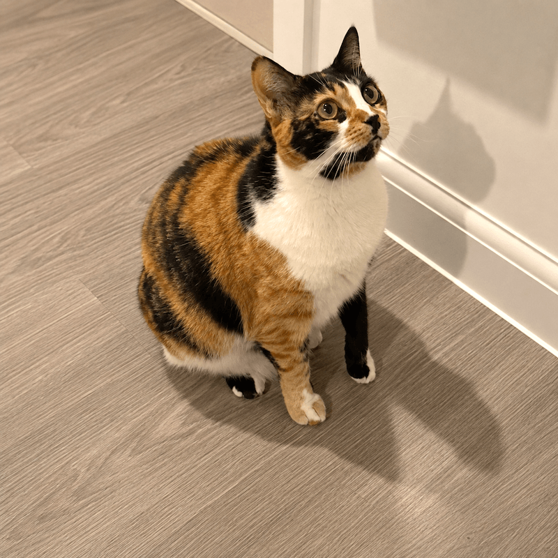 A calico cat sitting on a wooden floor, gazing up expectantly