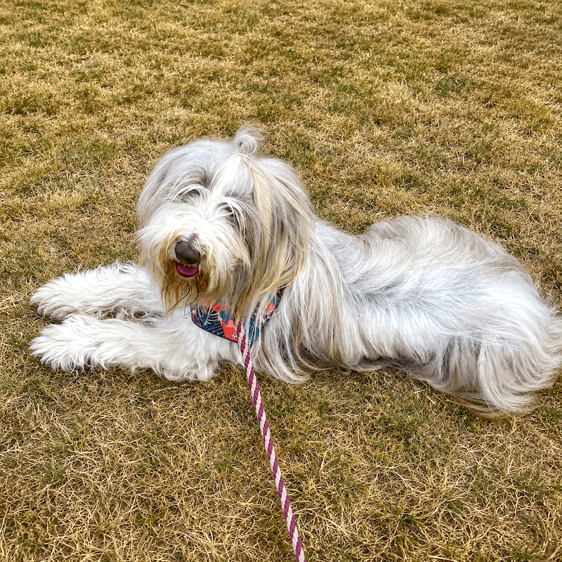 A shaggy grey Bearded Collie lying contentedly on the grass in a floral harness